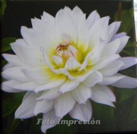 /album/foto-impresion/flor-blanca-jpg/